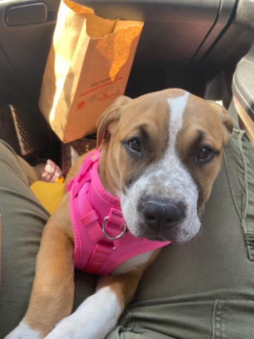 American Pit Bull Terrier – Female Boxer mix Pitbull