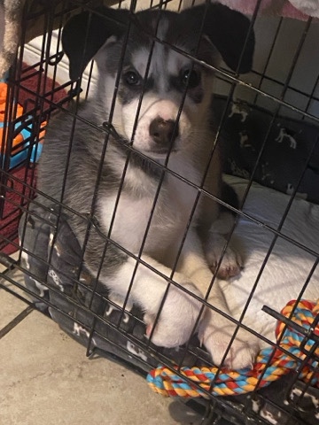 Siberian Husky – husky for sell