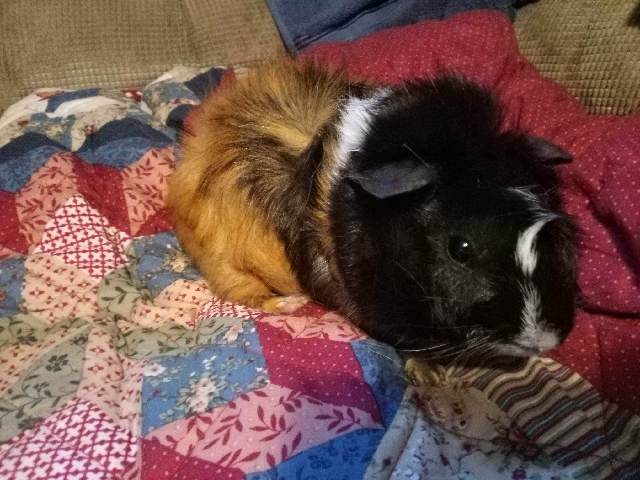 Any – Black/white Guenea Pig - free