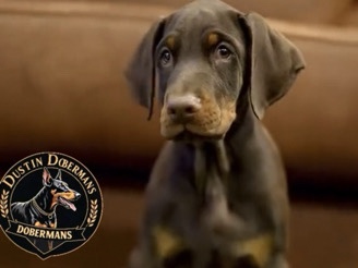 Doberman Pinscher – 11 week old Doberman Pinscher Puppies! – Toledo
