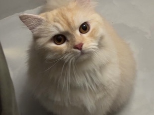 All - قط ذكر عمره سنه available for adoption in Riyadh