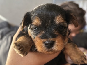 teacup Yorkies