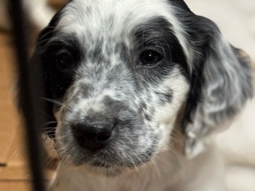 English Setter – Female English LlewellinSetter