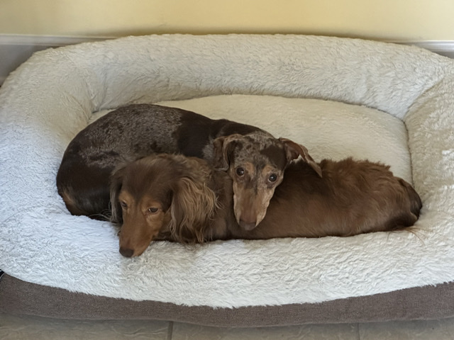 Dachshund – Two bonded Dachshunds for rehome – Fayetteville