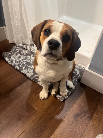 7 month old female Beabull