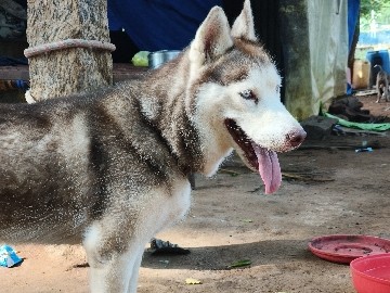 Siberian Husky – Siberian husky – Madurai