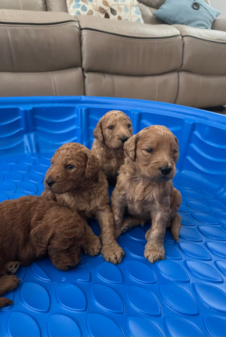 goldendoodle puppies