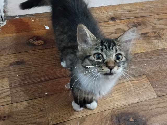 Shadow – Queens County