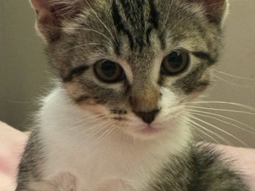 Free kitten – Porter