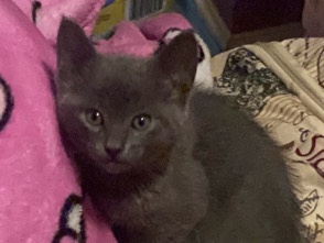 American Shorthair – Friendly American Shorthair Kitten – 5 Months Old – Houston
