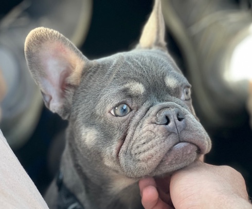 French Bulldog – French Bulldog