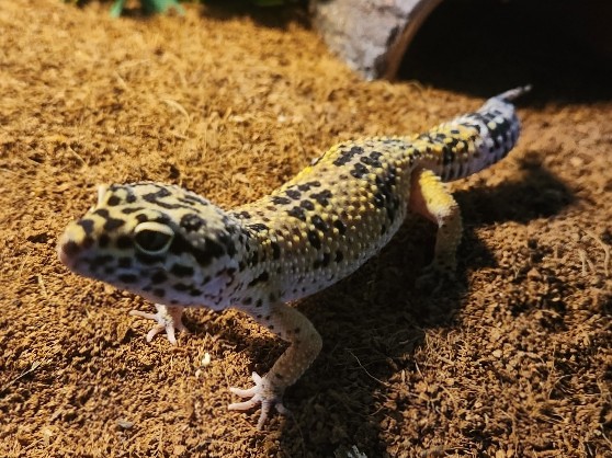 Leperd Gecko