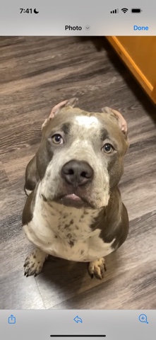 blue nose pitbull