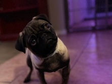 Pug – Boy pug – Austin
