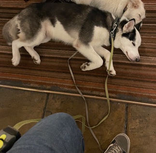 Siberian Husky – Siberian husky male