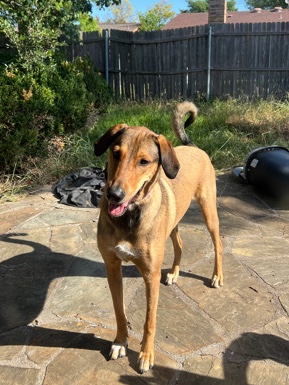 German Shepherd – Rehome Dog