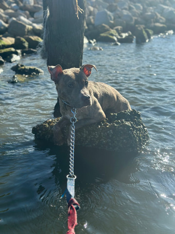 American Pit Bull Terrier – looking for a new home for my puppy Noah