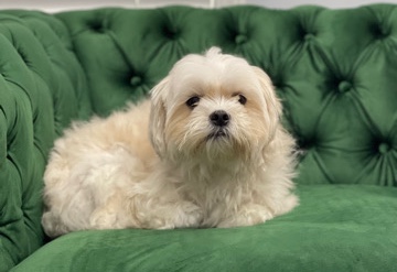 Shih Tzu – Toffu (ShizaPoo) for Sale