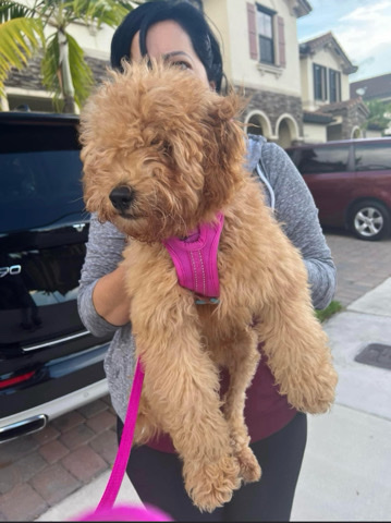 Golden Retriever – Selling Mini girl golden doodle Lola❤️