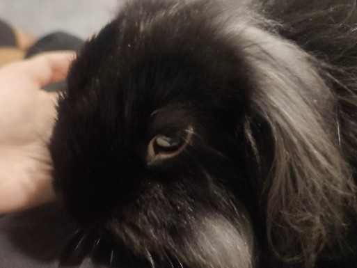 Lapin belier