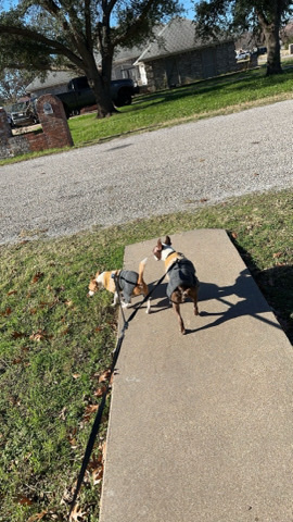 Boston Terrier and a Terrier Mix