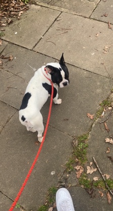 French Bulldog – French bulldog
