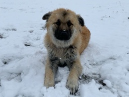 German Shepherd – Loyal 6-Year-Old German Shepherd Available for Rehoming in Venus – Venus