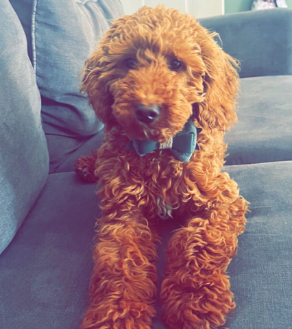 Cavapoo – Cavapoo