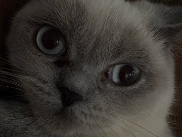 British Shorthair - baby katze BKH🤍 available for adoption in Hanover