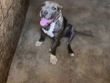 American Bulldog – XL American Bully(Female) – San Jacinto