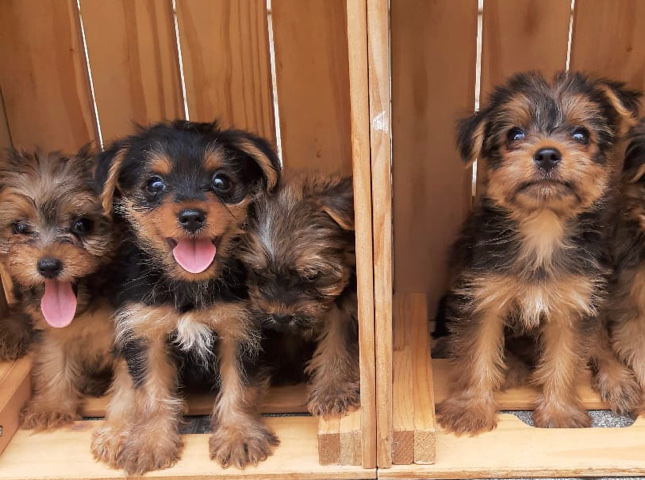 Yorkshire Terrier – Yorkshire Terrier 55 days