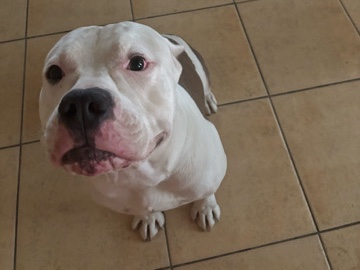 American Pit Bull Terrier – Friendly American Pit Bull Terrier – Lucky – Las Vegas