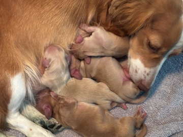 AKC Longhaired Mini Dachshunds 