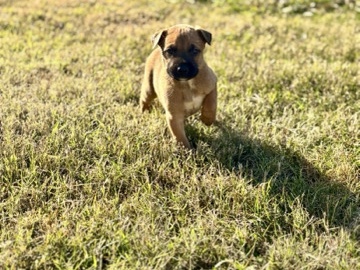 Belgian Shepherd Dog (Malinois) – Diaz K9 system bullherders – Killeen