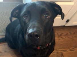 Labrador Retriever – Friendly Labrador mix Available for Rehoming in Overland Park – Overland Park