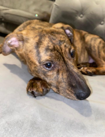 9 month puppy for sale