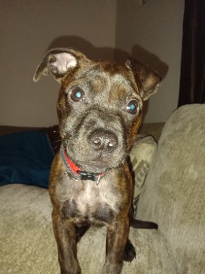 American Pit Bull Terrier – Looking for Caring Family for My Pet – Leesburg