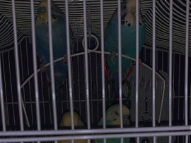 need to rehome quickly 