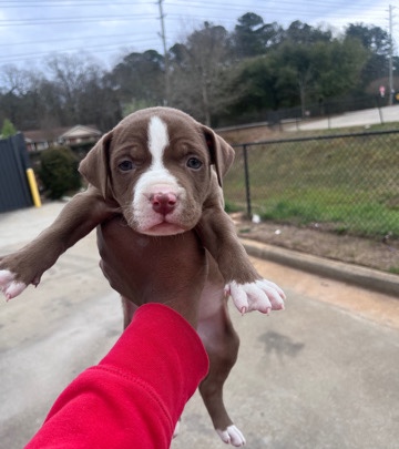 American Pit Bull Terrier – pitbull
