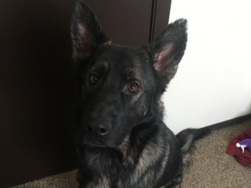 German Shepherd – Hero – Marion