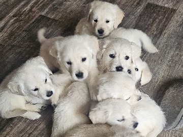 Golden Retriever – old English golden retrievers – Bristol