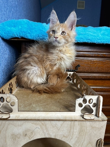 Maine Coon – MaineCoon Kittens