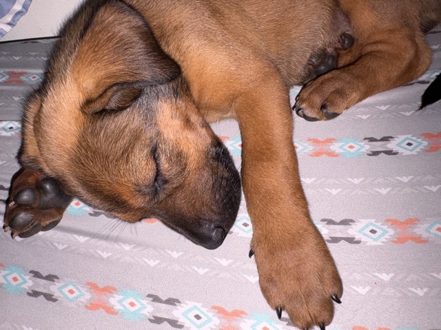 Rottweiler – 🐾 Sweet Rottweiler/German Shepherd Mix Puppy Looking for a Loving Home! 🐾 – Huntsville
