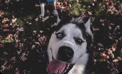 Siberian Husky – Siberian husky