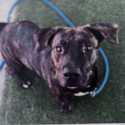 American Pit Bull Terrier – Rex