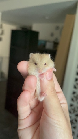 Any – Golden Red Eye Hamster