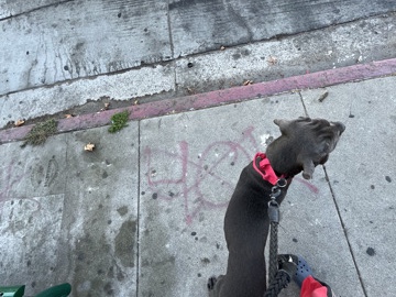 Cane Corso -  Cane Corso 8 months very healthy he has all his shots available for adoption in Los Angeles