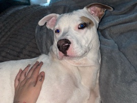 American Pit Bull Terrier – pit free – Avon