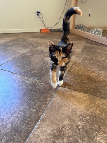 Nile 4 Month Calico Kitten