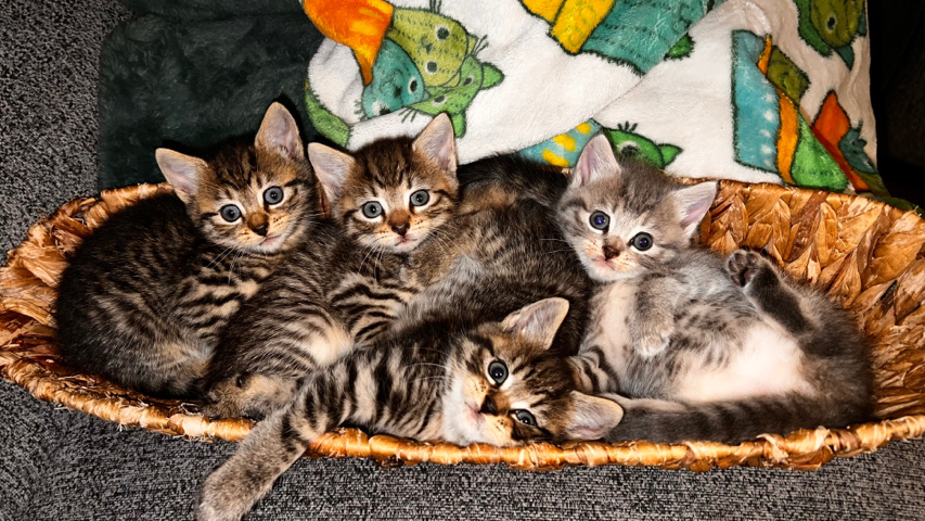 British Shorthair – Beautiful tabby kittens.